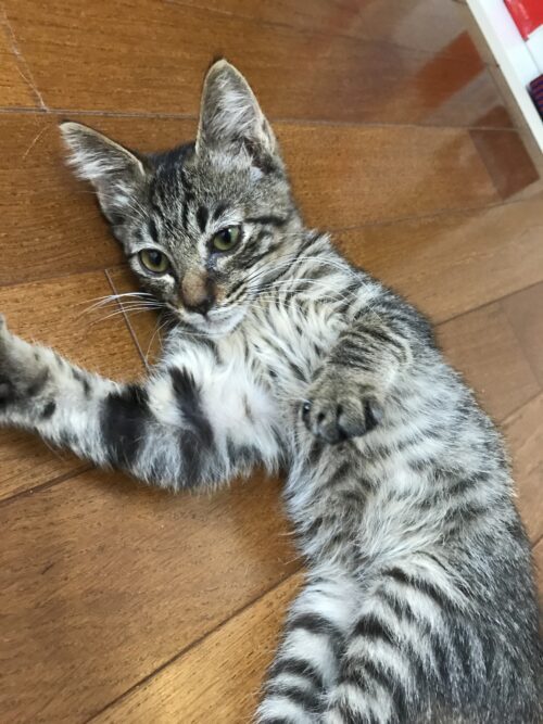 地域猫　野良猫　家猫