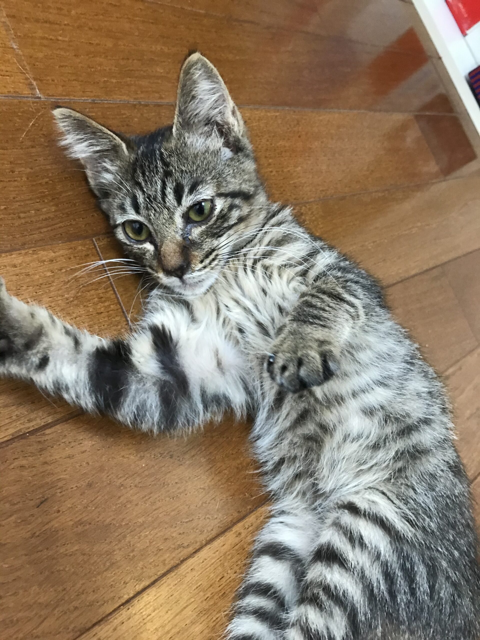 地域猫　野良猫　家猫