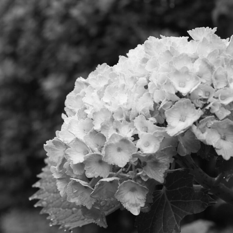 親に生きがいを持ってほしい。