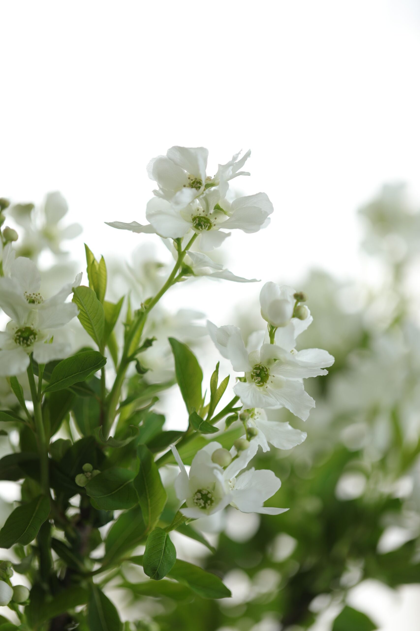 おじ・おばの終活は、なぜ姪が背負うのか